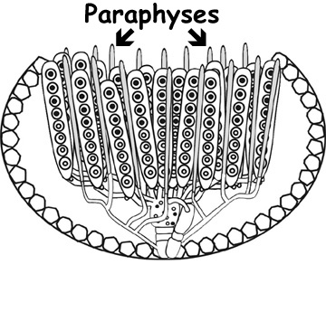 paraphyses