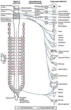 parasympathetic nervous system