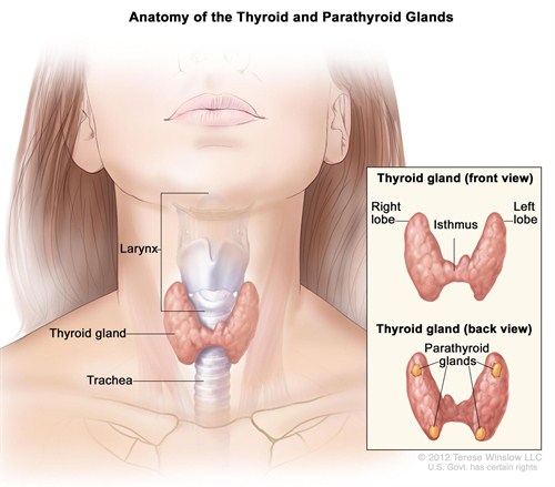 parathyroidectomy