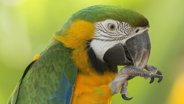 parrot fever