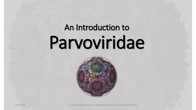 parvoviridae