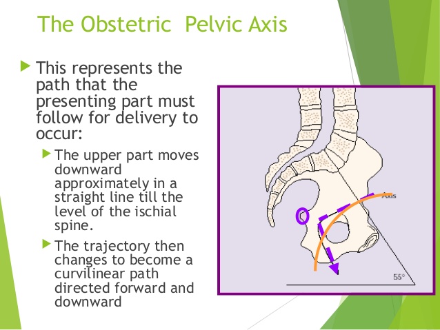 pelvic axis