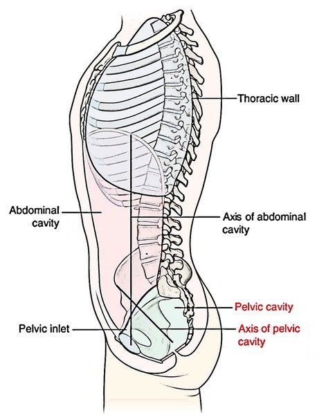 pelvic cavity