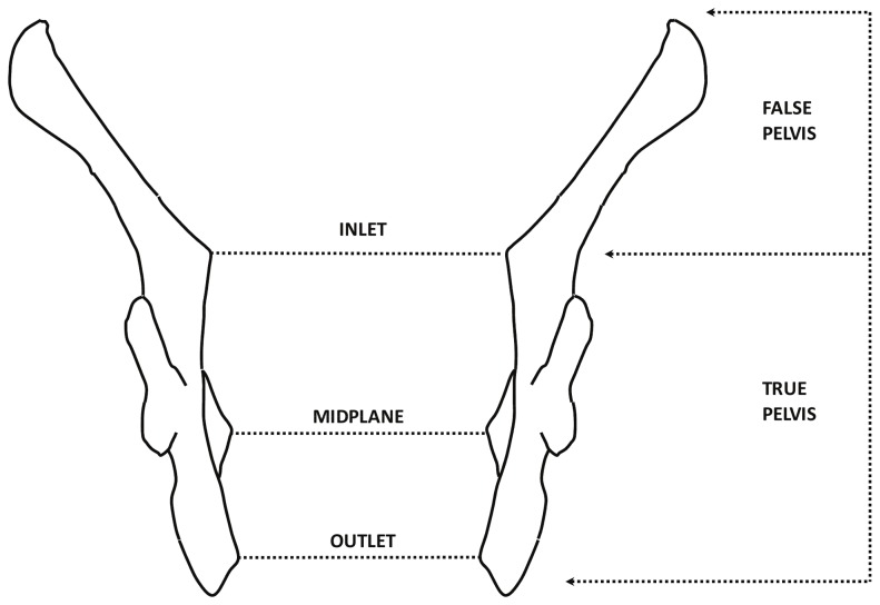 pelvic plane of outlet