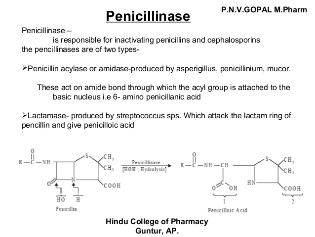 penicillinase