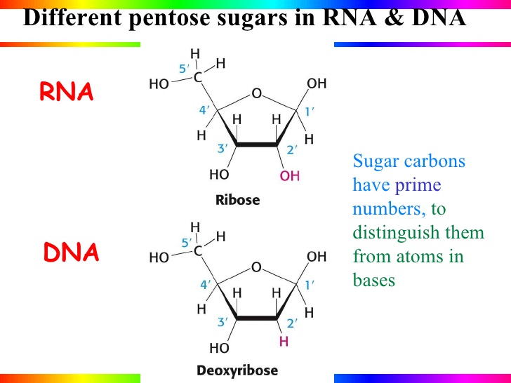 pentose nucleic acid
