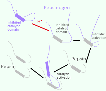 pepsinogen