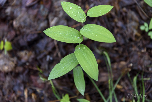 perfoliate bellwort