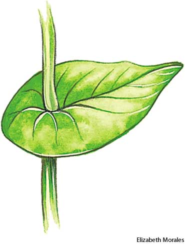 perfoliate