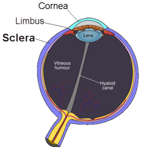 perforated layer of sclera