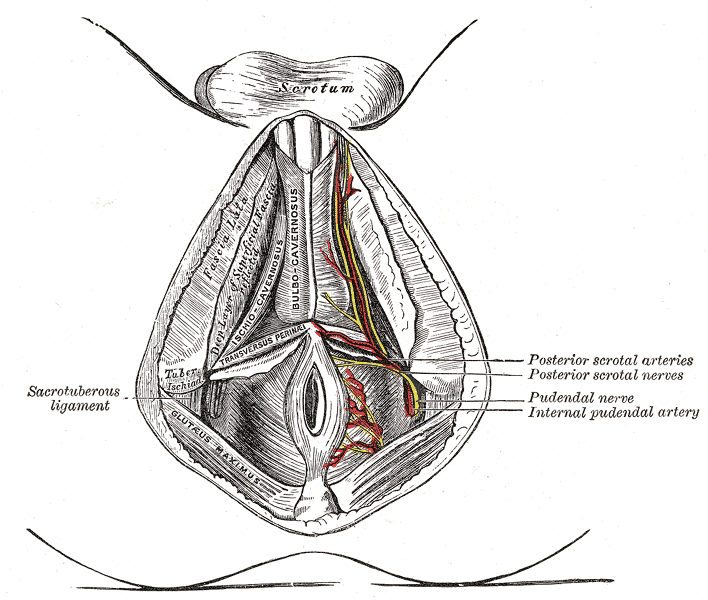 perineal artery