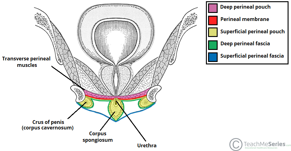 perineal space