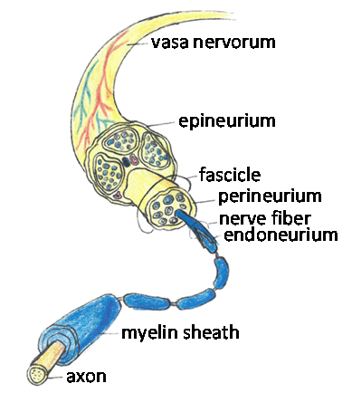 perinephrium