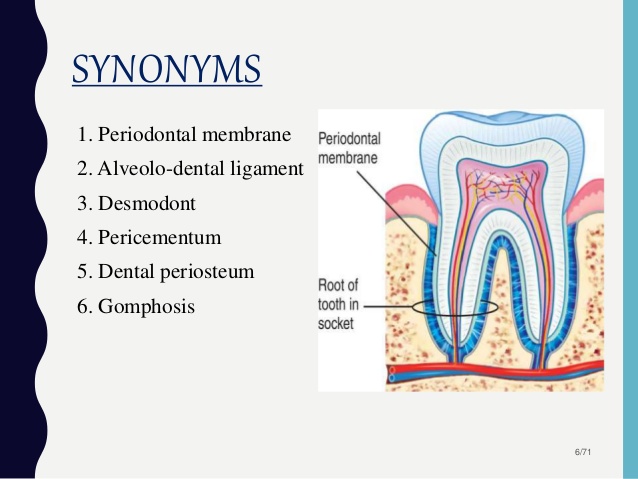 periodontal ligament