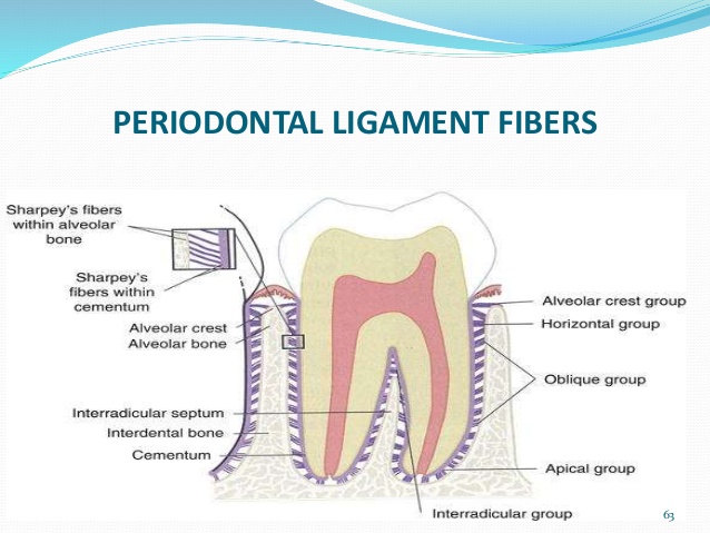 periodontal membrane fiber