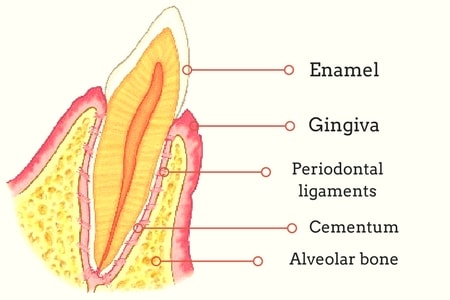 periodontium