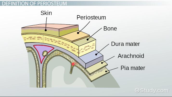 periosteum