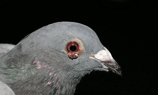 pigeon pox