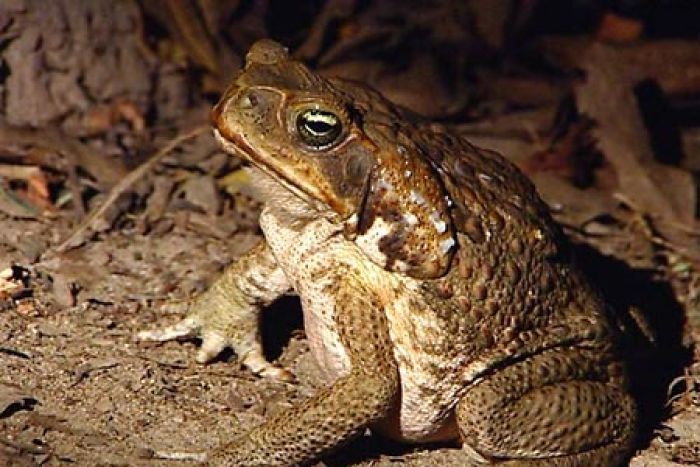 queensland cane toad