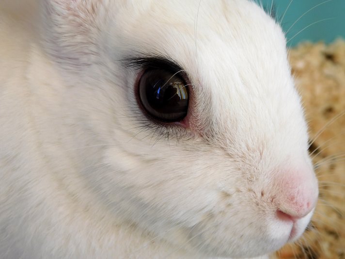rabbit eye