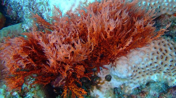 red alga