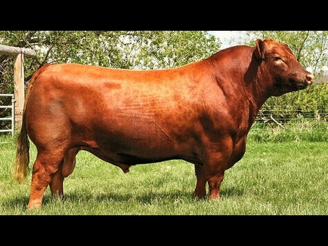 red angus