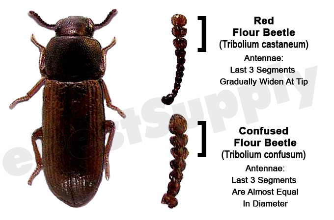 red flour beetle
