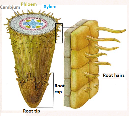 root hair