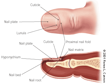 root of nail