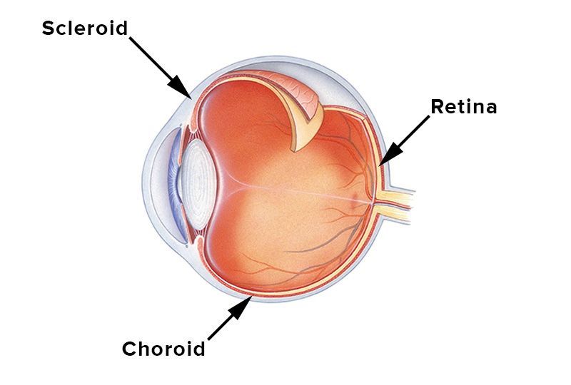 scleroid