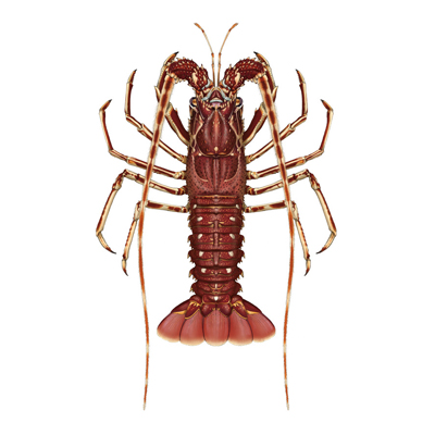 sea crayfish