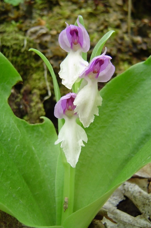 showy orchis