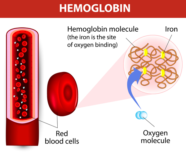 sickle cell hemoglobin