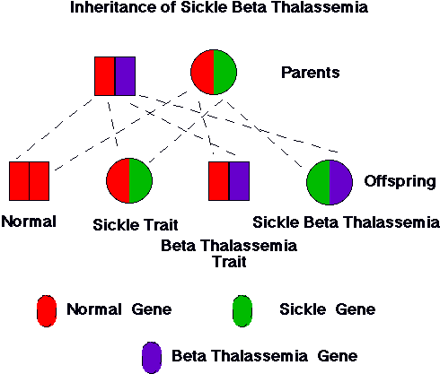 sickle cell-thalassemia disease