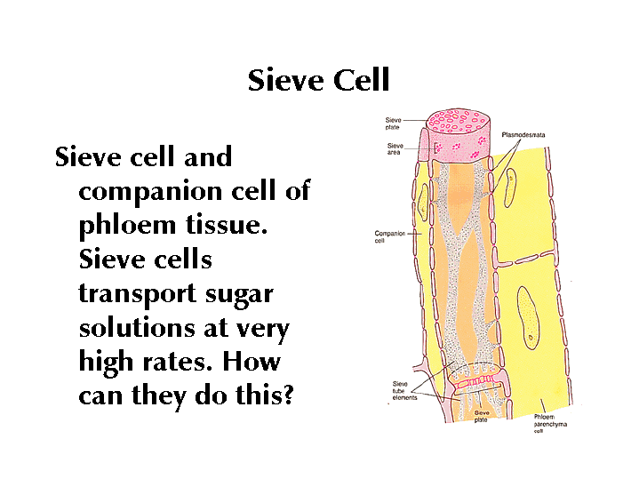 sieve cell
