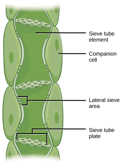 sieve-tube element