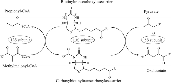 transcarboxylase