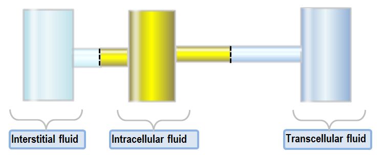 transcellular fluid