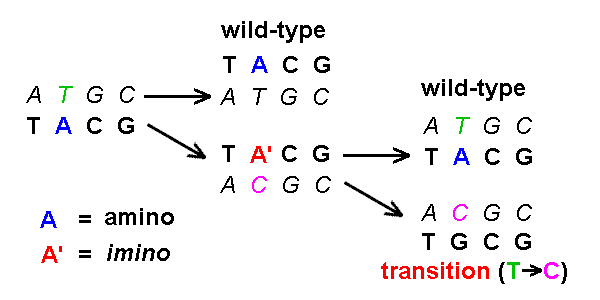transition mutation