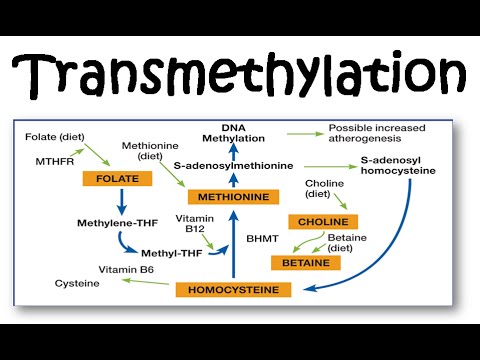 transmethylase