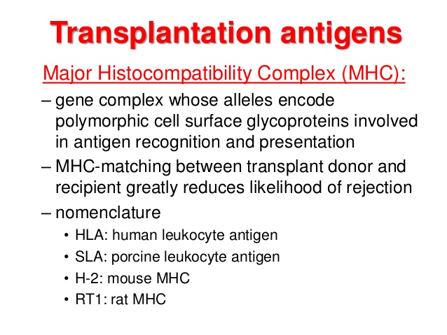 transplantation antigen