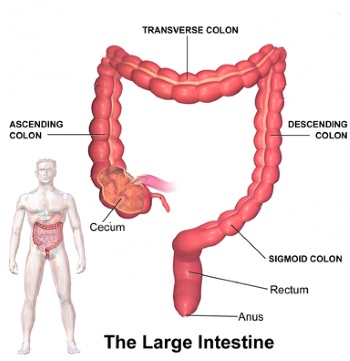 transverse colon