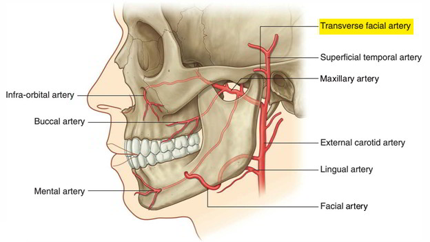 transverse facial artery