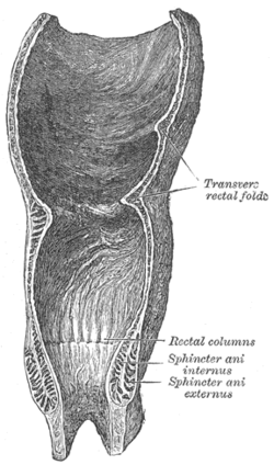transverse fold of rectum