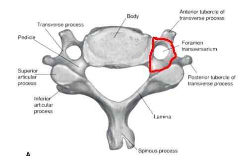 transverse foramen
