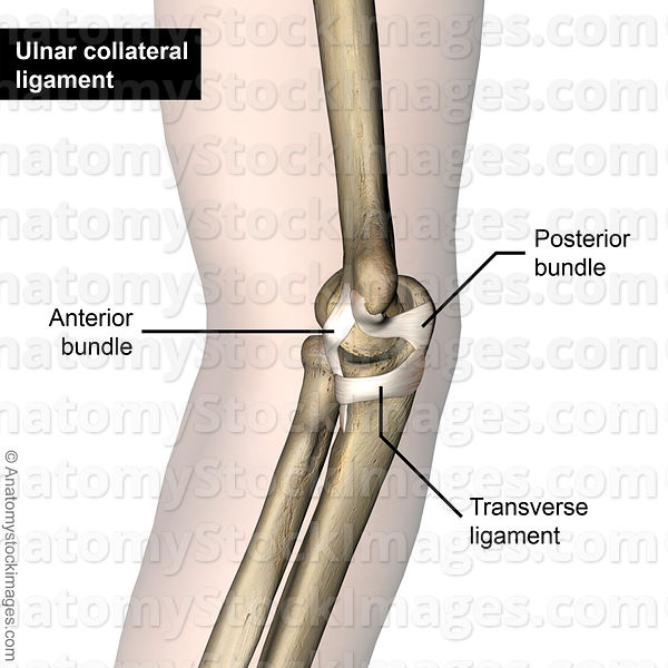 transverse ligament of elbow