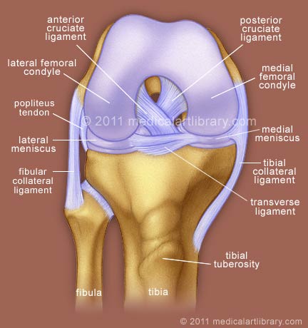 transverse ligament of knee