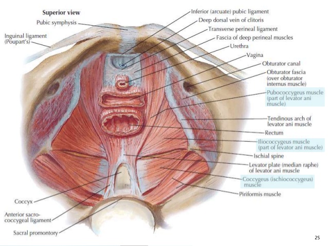 transverse ligament of perineum