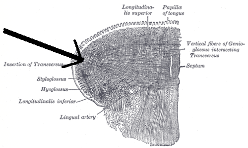 transverse muscle of tongue