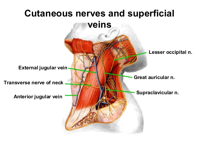 transverse nerve of neck